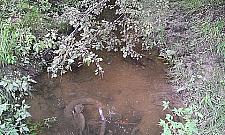 Ścieki w rowie Wólczyńskim, nikt się nie przyznaje