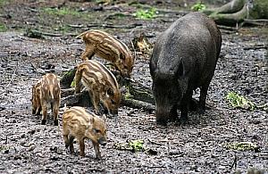 Mieszkanka Choszczówki: Dziki zabiły psa sąsiadów