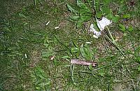 Pety, pampersy i butelki wyrzucane przez okna w blokowiskach