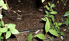 Pety, pampersy i butelki wyrzucane przez okna w blokowiskach