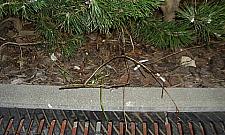 Pety, pampersy i butelki wyrzucane przez okna w blokowiskach