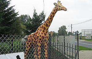 Uwaga kierowcy! Żyrafa na Ostródzkiej