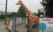 Uwaga kierowcy! Żyrafa na Ostródzkiej