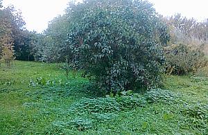 Będzie park Zielone Odolany! Z kościołem na Karlińskiego