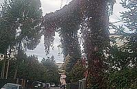 Zielony most na Lubomelskiej