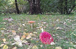 Znikające podwórka na Bemowie