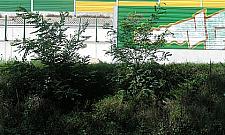 Wyższe ekrany albo Trybunał w Strasburgu