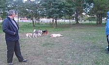 Psia łączka - pierwsza taka na Bemowie