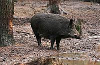 Odstrza� dzik�w? Tylko w ostateczno�ci
