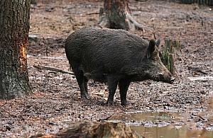 Odstrzał dzików? Tylko w ostateczności