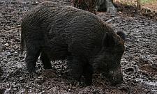 Odstrzał dzików? Tylko w ostateczności