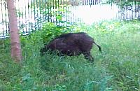 Dziki i łosie w mieście, czy jest się czego bać?