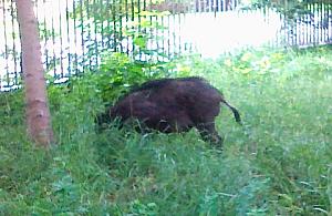 Dziki i łosie w mieście, czy jest się czego bać?