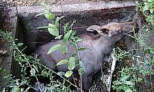 Dziki i łosie w mieście, czy jest się czego bać?