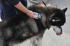 Chipowanie zwierząt do połowy grudnia!