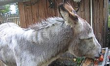Dzień św. Franciszka i Lasu Bielańskiego w Dobrym Miejscu