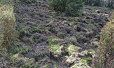 Bolączki osiedla Sobieskiego: pijaczki, rabusie i... dziki