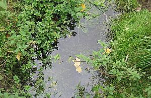 Kanał Zaborowski zaniedbany i groźny?