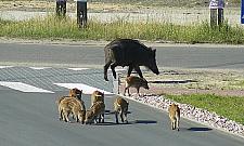 Dzikie harce w odłowniach odstraszają dziki