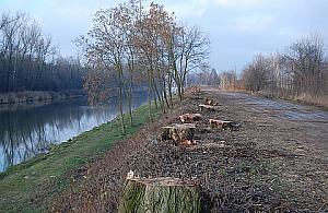 Wycięto dwieście drzew nad Kanałem, mieszkańcy zawiadomią prokuraturę