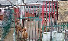 Maraton zumby dla psów ze schroniska