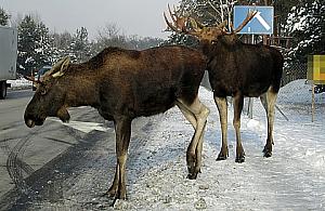 Łosie za solą na drogi się gramolą