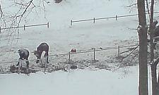 Orłowska: Żegnajcie parkingi, witajcie słupki!