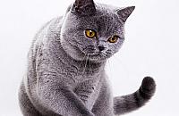 Międzynarodowa wystawa kotów ROZDAJEMY BILETY!