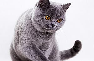 Międzynarodowa wystawa kotów ROZDAJEMY BILETY!