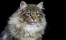 Międzynarodowa wystawa kotów ROZDAJEMY BILETY!