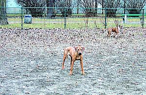 Budżet obywatelski - zgłosiłeś już projekt?