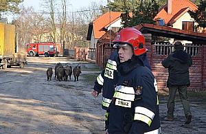Przepędzili dziki z Legionowa do Łajsk!