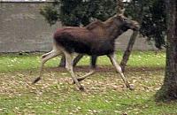 Obława na łosia spacerującego po Woli