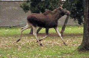 Obława na łosia spacerującego po Woli