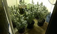 Uprawiał, posiadał, korumpował - MJ w Wawrze