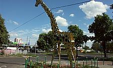 Bielany miały słonia, a Wola - żyrafę