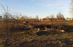 Wycinają drzewa pod pętlę tramwajową