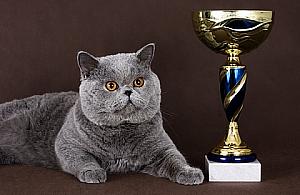 Święto kotomaniaków - na Woli!