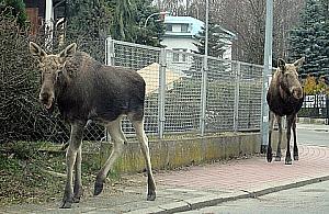Dwa łosie wędrowały po Bemowie