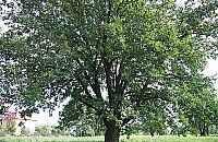 Poszerzenie Światowida: 200-letni dąb przeznaczony do wycinki?