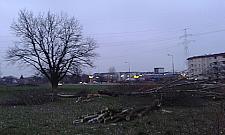 Bronią dębu - zebrali prawie 300 podpisów w godzinę