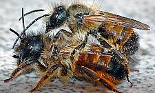 Najbardziej brakuje... pszczół. 142 pomysły na lepszy Wawer