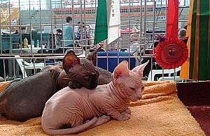 Orientalne, bezwłose, brytyjskie. Koty opanowały Halę Koło