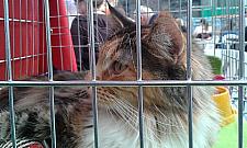 Orientalne, bezwłose, brytyjskie. Koty opanowały Halę Koło