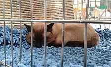 Orientalne, bezwłose, brytyjskie. Koty opanowały Halę Koło