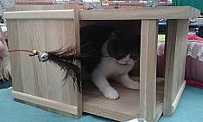 Orientalne, bezwłose, brytyjskie. Koty opanowały Halę Koło