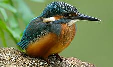 Plaża na Nowodworach? "Przecież to rezerwat!"