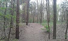 Las Ireny Jarockiej na Leśnej Polanki? Najwcześniej za trzy lata