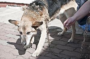 Pies uratowany od śmierci głodowej. Policja szuka zwyrodnialca