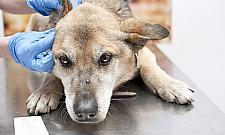 Pies uratowany od śmierci głodowej. Policja szuka zwyrodnialca